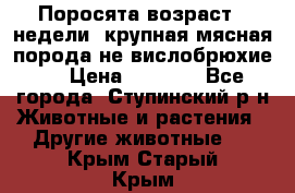 Поросята возраст 4 недели, крупная мясная порода(не вислобрюхие ) › Цена ­ 4 000 - Все города, Ступинский р-н Животные и растения » Другие животные   . Крым,Старый Крым